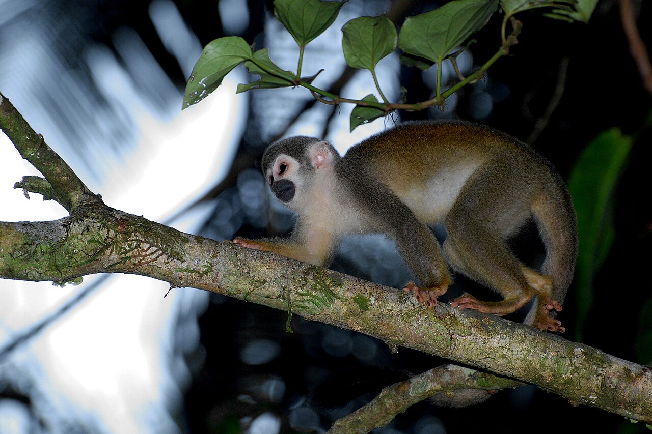 Squirrel monkey peeking in